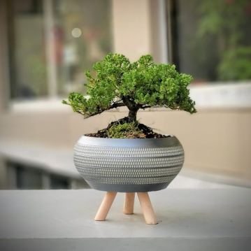 Yeil Ard Bonsai