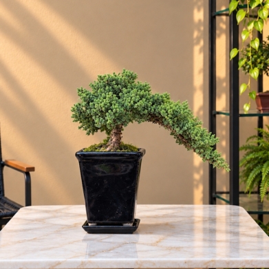 Juniperus Nana Bonsai