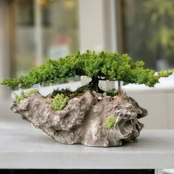  Dekoratif Kayada Bonsai