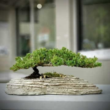 Juniperus Nana Bonsai