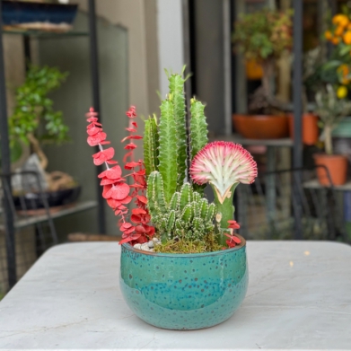 Ye�ilyurt Kakt�s Tasar�m