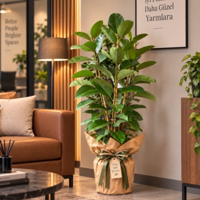 Kau�uk Bitkisi - Ficus Elestica
