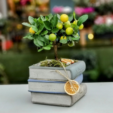 Kitapta Mandalina