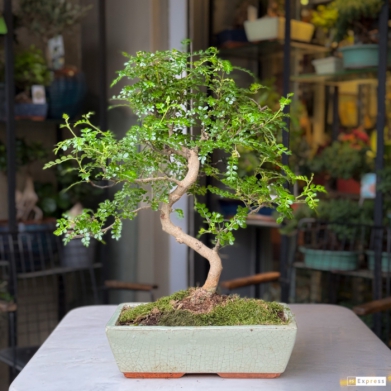 Zanthoxylum Piperitum (japon Biberi)