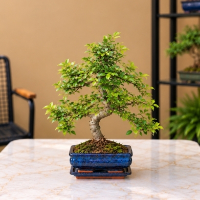 Mavi Seramik Saks�da Canl� Bonsai