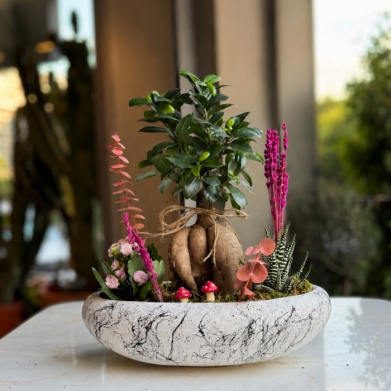 K���k Ginseng Bonsai