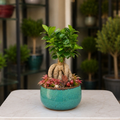 Ficus Ginseng Bonsai | Turkuaz Seramik Saks�da Premium Bonsai A�a