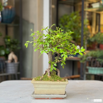 K���k Zelkova Bonsai