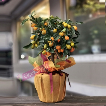 Minyat�r Kumkuat A�ac�