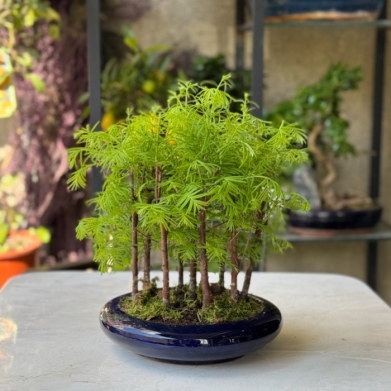 Larex Orman Bonsai