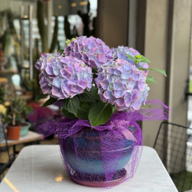 Saks�da Mavi - lila Ortanca