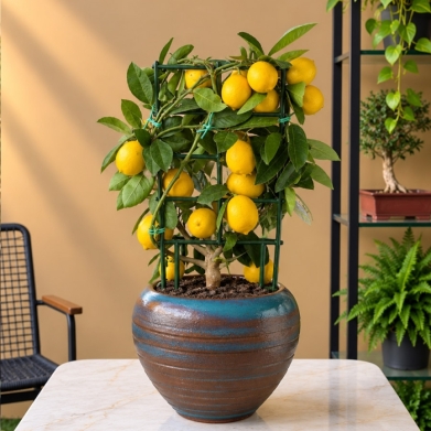 Lisa Lemon