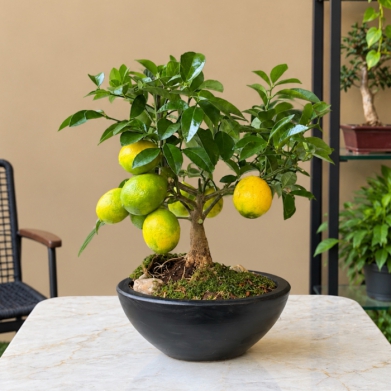 Limon Bonsai