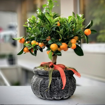 Calamondin bonsai