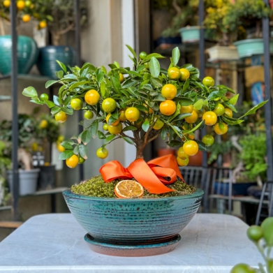 Meyveli Bonsai Mandalina A�ac� � Dekoratif Narenciye Bonsai