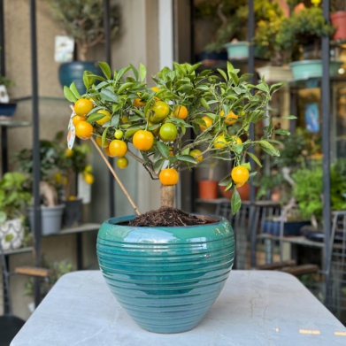 Oriana - Minyat�r Mandalina
