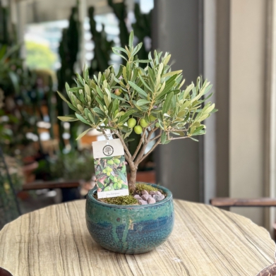 Zeytin Aac