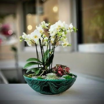Minai Serisi Bougetto Orkide