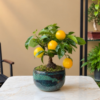 K���k Limon A�ac�