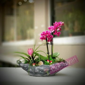 Mini Orkide ve Tilandsia