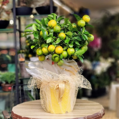 Citrina - Leila - Bonsai