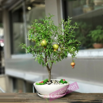 Nar Bonsai (Punica Granatum Nana)