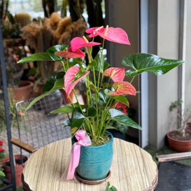 Pembe Antorium