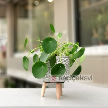 Pilea Peperomioides - Para Aac