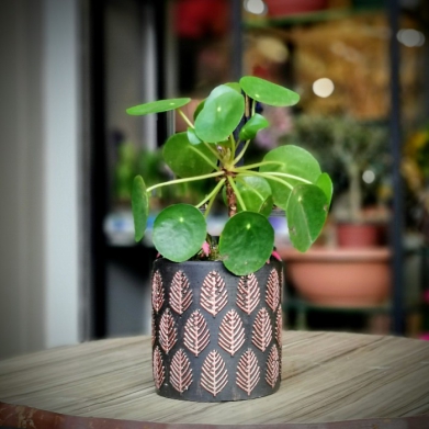 Pilea - in Para Aac