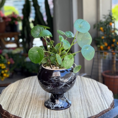 Pilea Peperomioides - Para Aac