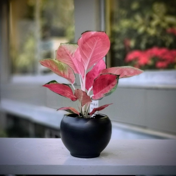 Aglaonema Pink Anjamani