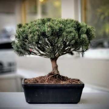Pinus Bonsai
