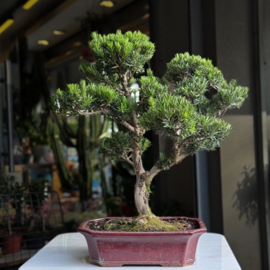 Podocarpus Bonsai | ��k Seramik Saks�da Canl� Bonsai A�ac�