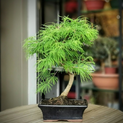 psuedolarix-altın-karaçam-bonsai