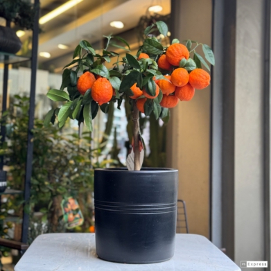 Citrus Lima Rossa - Egzotik K�rm�z� Limon A�ac� (Saks�l�)