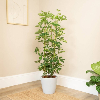 3 Kkl Schefflera Bitkisi