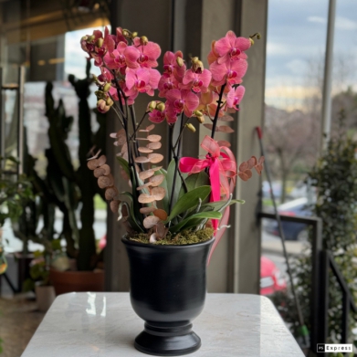 �zel Koleksiyon Pink Panther Orkide