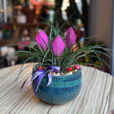 Tillandsia iei