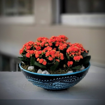 Orange Kalanchoe