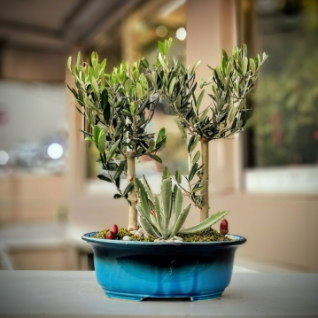 Turkuvaz Serisi Zeytin Bonsai