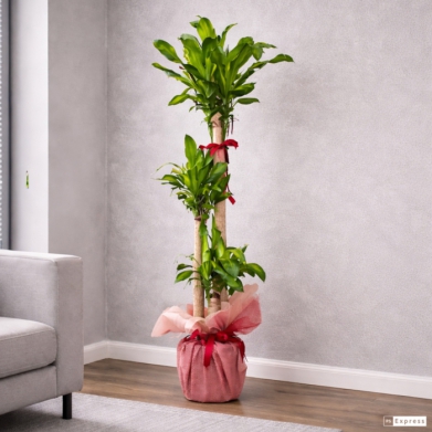 3 l� Massengena Bitkisi