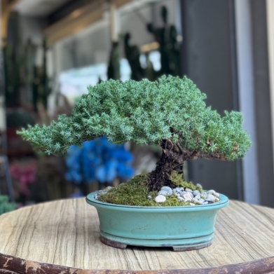 Juniperus Bonsai Aa Ev