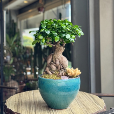 Galvanizde Ginseng Bonsai