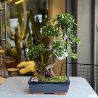 Zelkova Bonsai