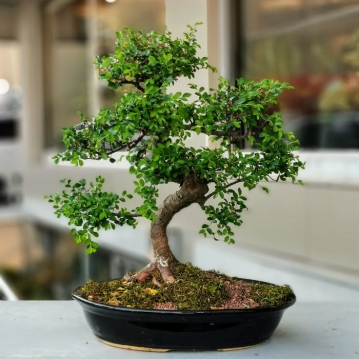 B�y�k Zelkova Bonsai