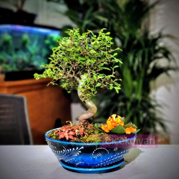 Zelkova Bonsai- Phitonia