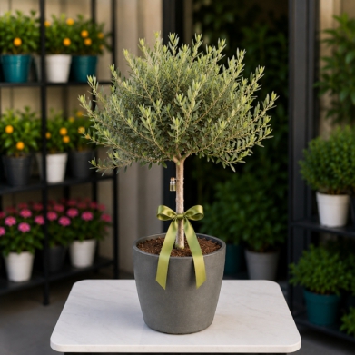 Minyat�r Zeytin A�ac�