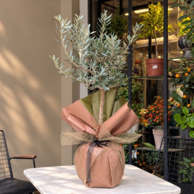 Minyat�r Zeytin A�ac�