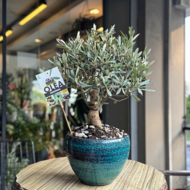 Zeytin Bonsai