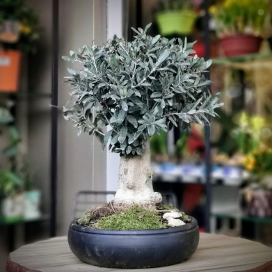 Zeytin Bonsai
